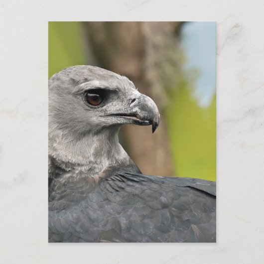 Harpy Eagle 1.JPG Briefkaart (Voorkant)