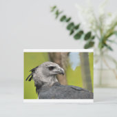 Harpy Eagle 1.JPG Briefkaart (Staand voorkant)