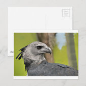 Harpy Eagle 1.JPG Briefkaart (Voorkant / Achterkant)