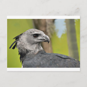 Harpy Eagle 1.JPG Briefkaart