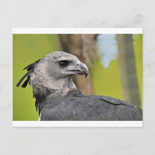 Harpy Eagle 1.JPG Briefkaart (Voorkant)