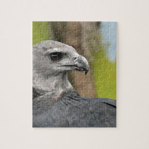 Harpy Eagle 1.JPG Legpuzzel