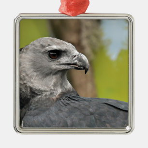 Harpy Eagle 1.JPG Metalen Ornament