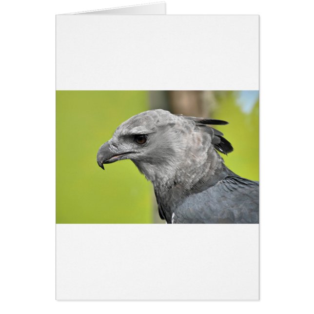 Harpy Eagle 2.JPG (Voorkant)