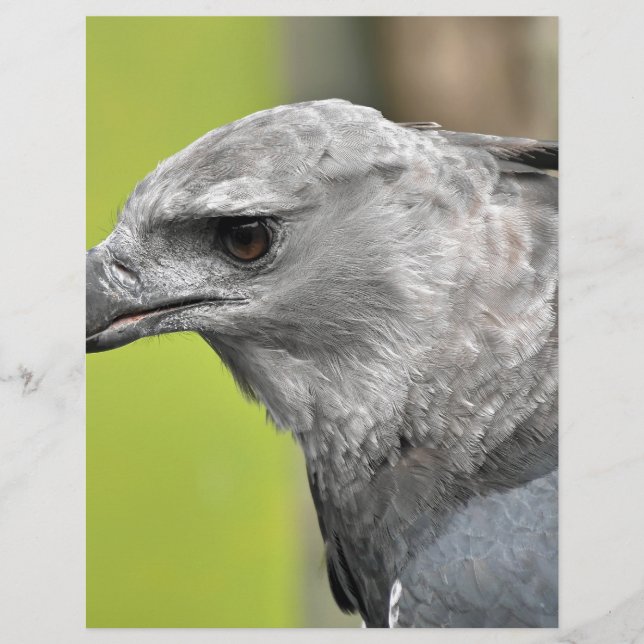 Harpy Eagle 2.JPG (Voorkant)