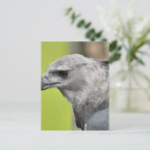 Harpy Eagle 2.JPG Briefkaart (Staand voorkant)