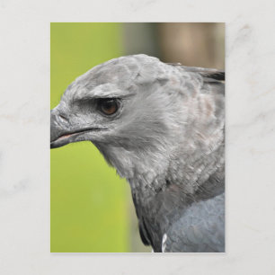 Harpy Eagle 2.JPG Briefkaart