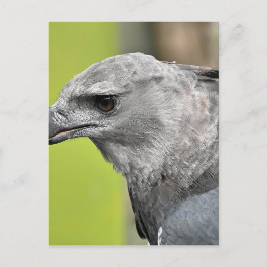 Harpy Eagle 2.JPG Briefkaart (Voorkant)