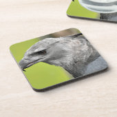 Harpy Eagle 2.JPG Onderzetter (Linkerzijde)