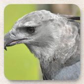 Harpy Eagle 2.JPG Onderzetter (Voorkant)