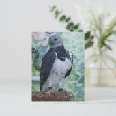 Harpy Eagle Briefkaart (Staand voorkant)