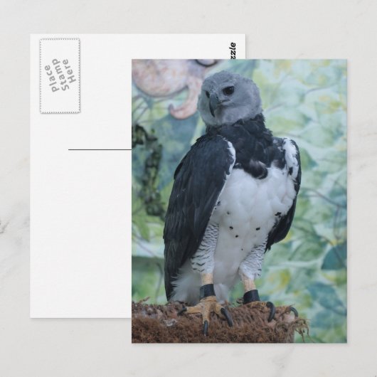 Harpy Eagle Briefkaart (Voorkant / Achterkant)
