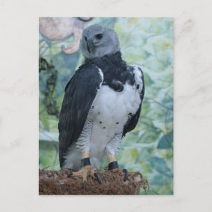 Harpy Eagle Briefkaart