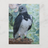 Harpy Eagle Briefkaart (Voorkant)