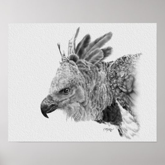 Harpy Eagle Drawing Poster (Voorkant)
