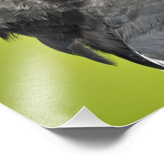 Harpy Eagle Foto Afdruk (Hoek)