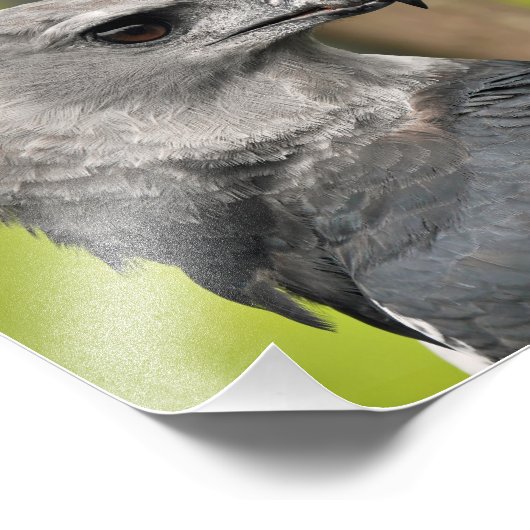 Harpy Eagle. Foto Afdruk (Hoek)