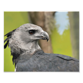 Harpy Eagle. Foto Afdruk