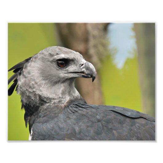 Harpy Eagle. Foto Afdruk (Voorkant)