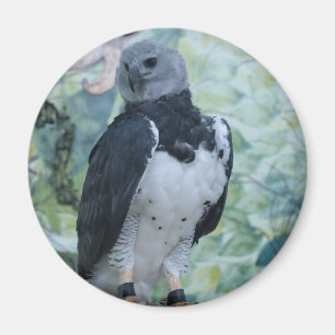 Harpy Eagle gevangene Magneet