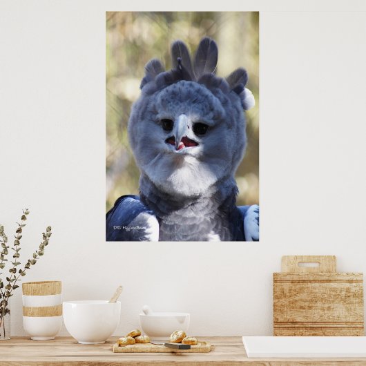 Harpy Eagle Poster (Keuken)
