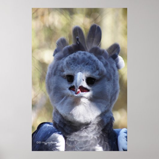 Harpy Eagle Poster (Voorkant)