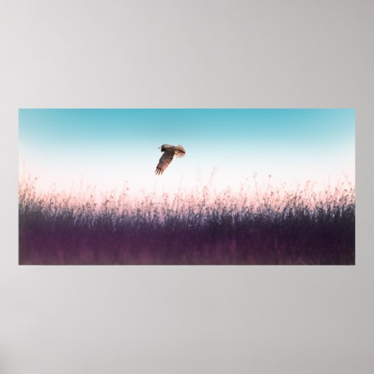 Harrier Hawk Poster (Voorkant)