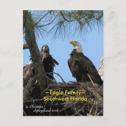 Harriet Eagle familie vogels Florida Briefkaart (Voorkant)
