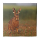 Harriet Hare Tegeltje (Voorkant)