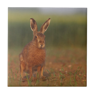 Harriet Hare Tegeltje