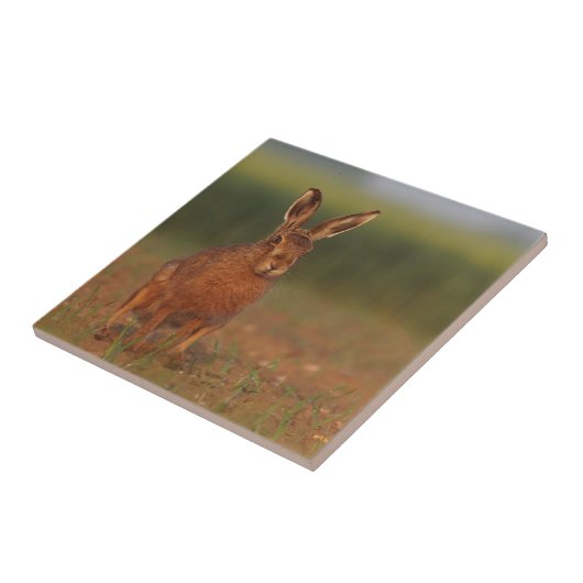 Harriet Hare Tegeltje (Zijkant)