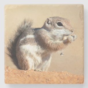 Harris' antilope-eekhoorn (Ammospermophilus) Stenen Onderzetter