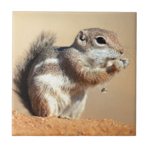 Harris' antilopegrondeekhoorn (Ammospermophilus) Tegeltje