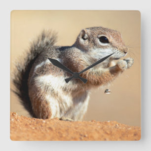 Harris' antilopegrondeekhoorn (Ammospermophilus) Vierkante Klok