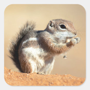 Harris' antilopegrondeekhoorn (Ammospermophilus) Vierkante Sticker