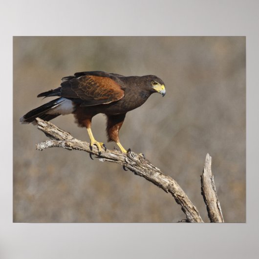 Harris' havik zit raptor poster (Voorkant)