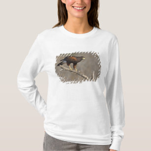 Harris' Havik zittende roofvogel T-shirt