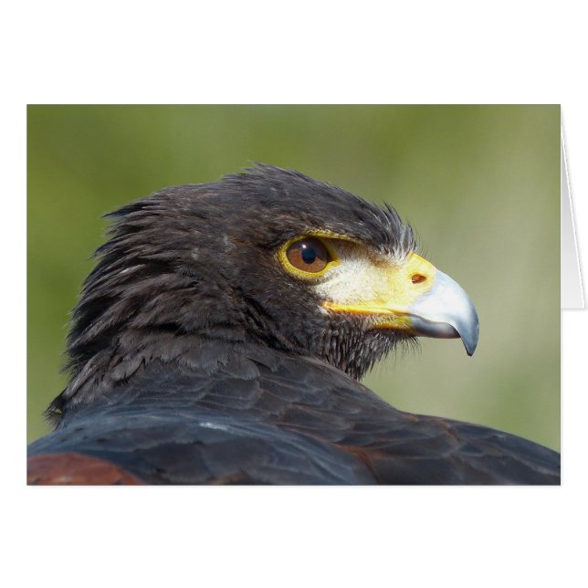 Harris Hawk (Voorkant Horizontaal)