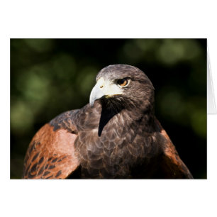 Harris Hawk