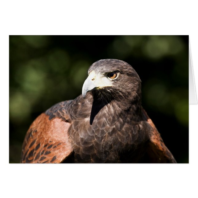 Harris Hawk (Voorkant Horizontaal)