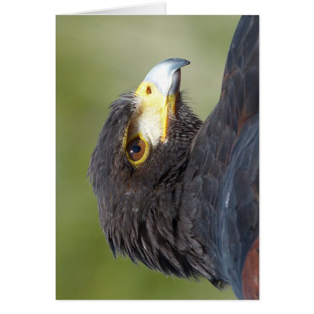 Harris Hawk (Voorkant)