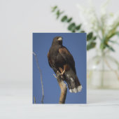Harris Hawk 1 Briefkaart (Staand voorkant)