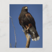 Harris Hawk 1 Briefkaart (Voorkant)
