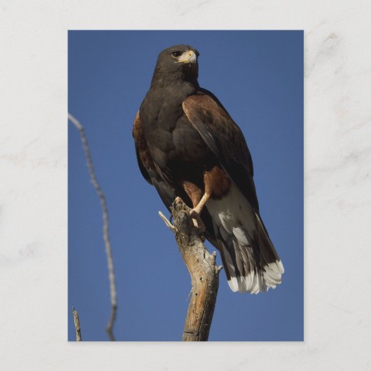 Harris Hawk 1 Briefkaart (Voorkant)