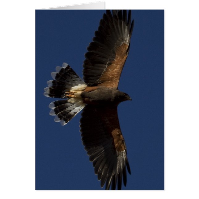 Harris Hawk 5 (Voorkant)