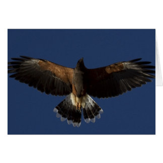Harris Hawk 7