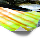 Harris Hawk Bird of Prey Poster (Hoek)