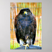 Harris Hawk Bird of Prey Poster (Voorkant)