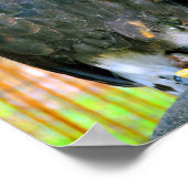 Harris Hawk Bird of Prey Poster (Hoek)