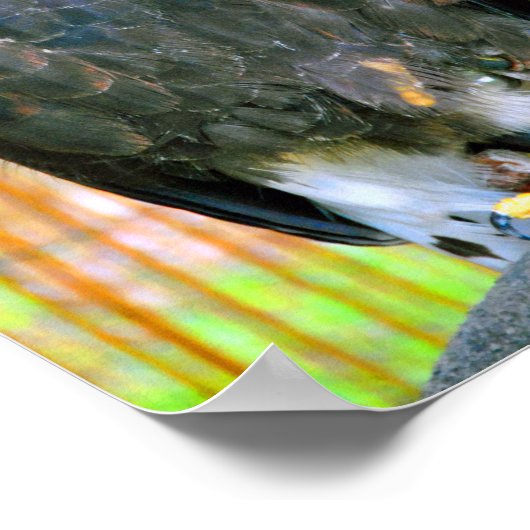 Harris Hawk Bird of Prey Poster (Hoek)